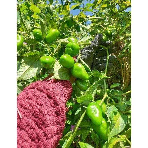 

Kenyamanan Cabai Gendot Asli Dieng ( Promo Harga Termurah) Berat 1 Kg