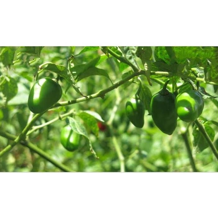 

Tepat Guna Cabe Gendot / Cabe Bendot / Cabe Gendol / 1 Kg / Fresh / Segar / Sayuran / Cabai