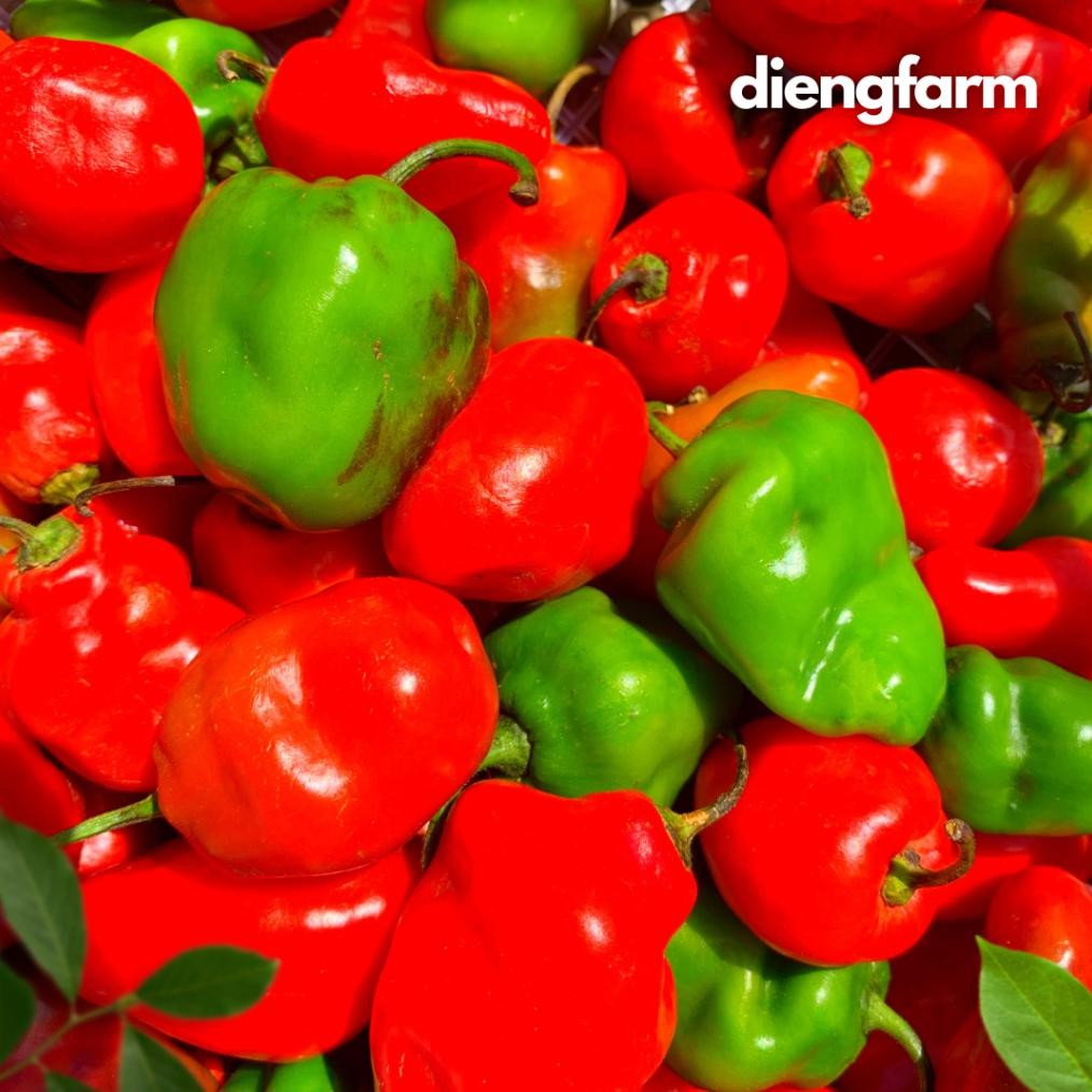 

Mampu Bersaing Cabai Gendot Dieng Merah Dan Hijau 500 Gram