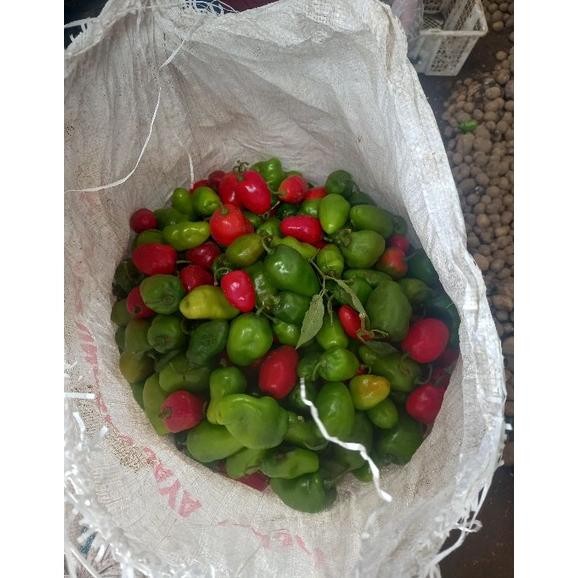 

Berkualitas Cabai Bandung Khas Dieng | Cabai Gendot | Cabai Segar