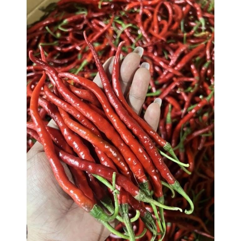 

Termurah Cabai Keriting Imperial 500 Gram