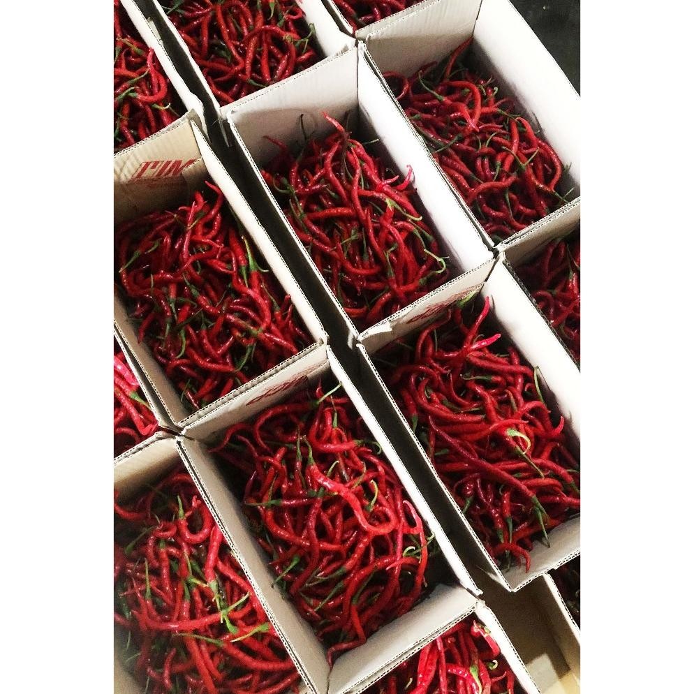 

Bermutu Cabe/Cabai Merah Keriting 1 Kg Segar Asli Blitar