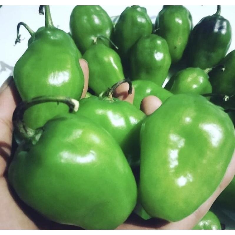 

Rekomendasi Cabe Gendot Fresh Murah Bandung