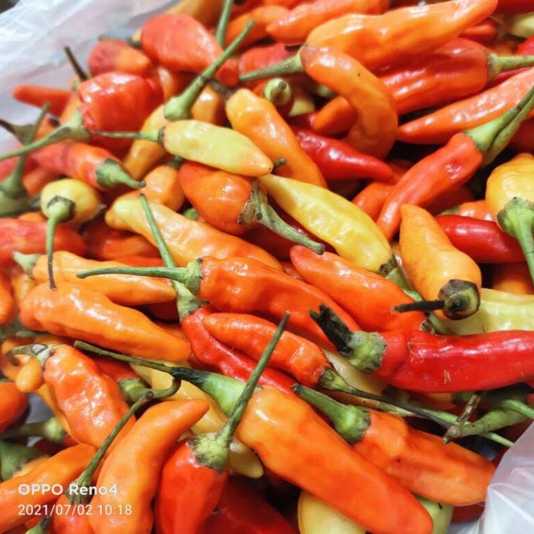 

Mudah Perawatan Cabe Rawit Merah Ori Fresh | Lombok Rawit Merah Ori Fresh 1Kg
