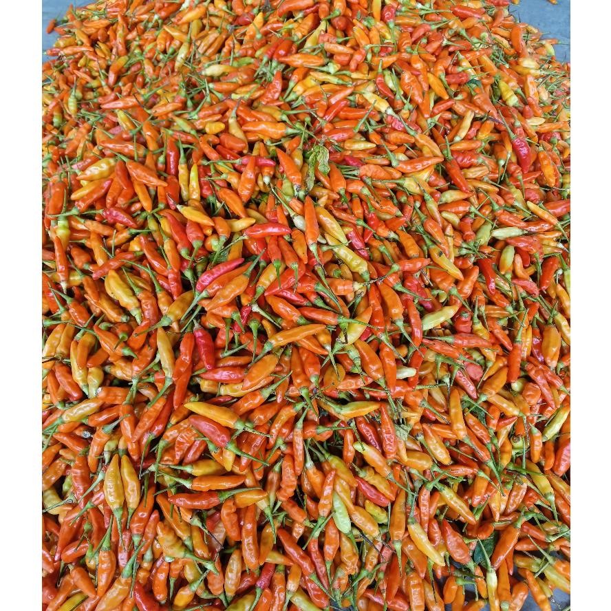 

Premium Terbaik Cabe Rawit Merah 1Kg / Cabai Rawit Merah 1 Kg / Lombok Rawit Merah Fresh 1 Kg Cabe Rawit Setan Packing Kardus