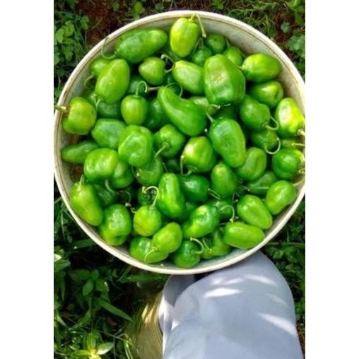 

Berkualitas Cabe Gendot Bandung Segar Dan Super Pedas 1000Gr