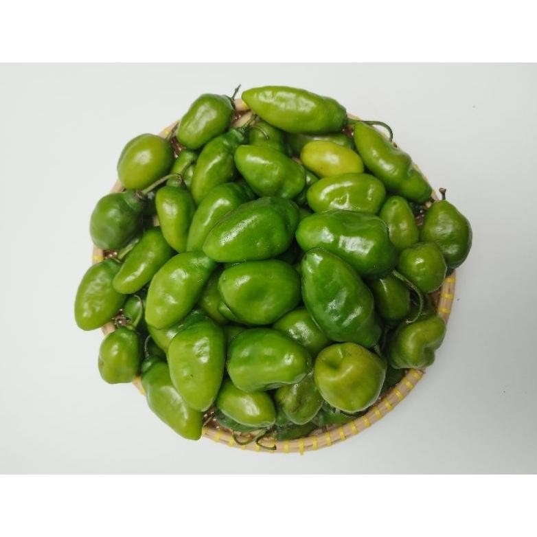 

Tepat Guna Cabe Gendot Hijau 1 Kg - Dipetik Langsung Dr Kebun