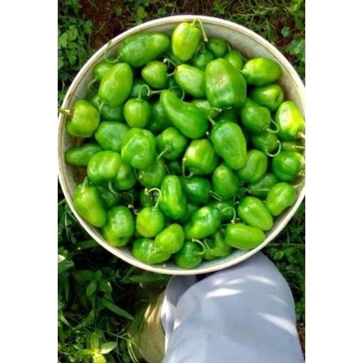 

Kualitas Tertinggi Cabe Gendot Bandung Segar Dan Super Pedas 1000Gr
