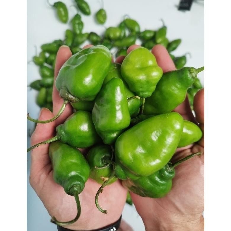 

Mudah Perawatan Cabe Gendot Hijau 1 Kg - Dipetik Langsung Dr Kebun