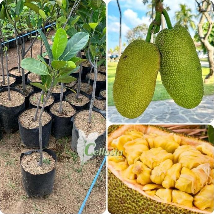 

TERMURAH BIBIT TANAMAN NANGKA MADU JUMBO HASIL OKULASI SIAP TANAM