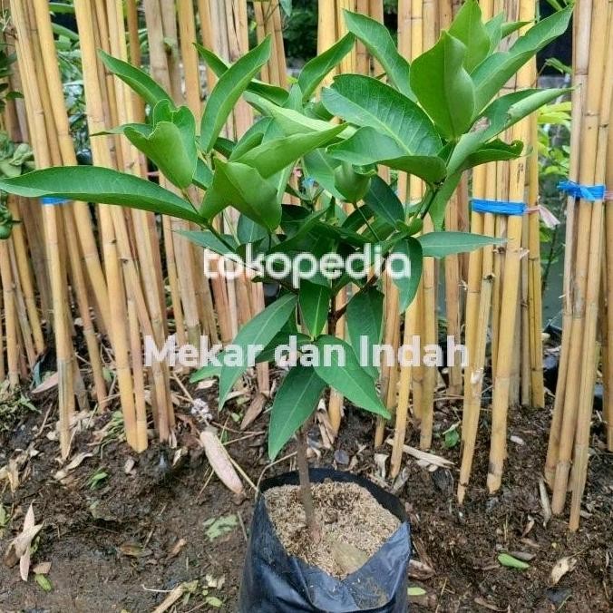

TERMURAH BIBIT JAMBU AIR MADU DELI/CITRA/KANCING - TANAMAN BUAH OKULASI CEPAT