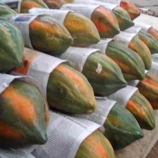 

TERMURAH BENIH PEPAYA BANGKOK THAILAND - 100 BIJI PEPAYA MANIS MADU UNGGUL