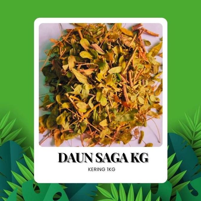 

DAUN SAGA KERING KILOAN ORIGINAL