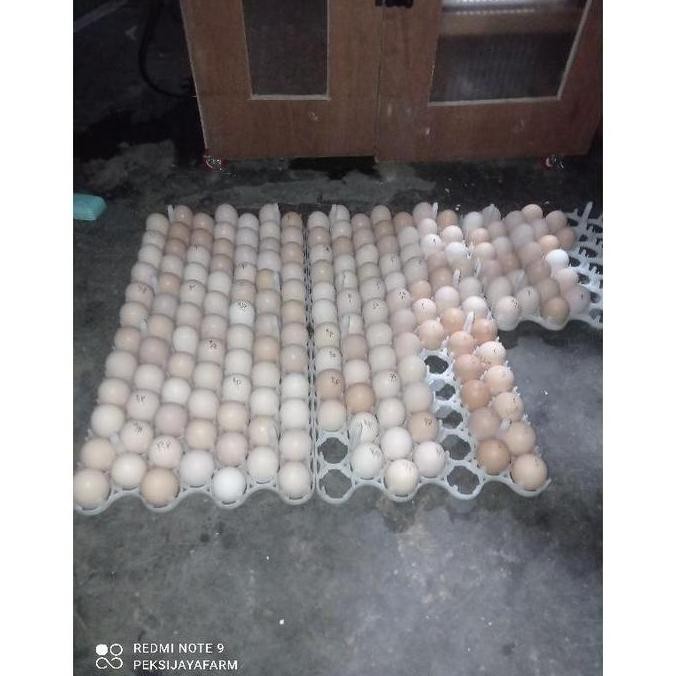 

TELUR TETAS ATAU FERTIL AYAM BLACKPERMUD 2 ASLI TRAH PETERNAKMUDA