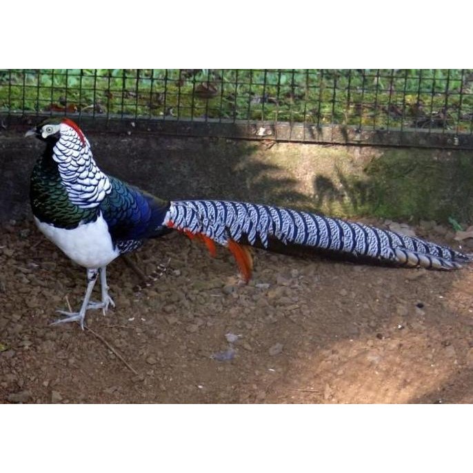 

TELUR AYAM HIAS SILVER PHEASAND SIAP TETAS 1