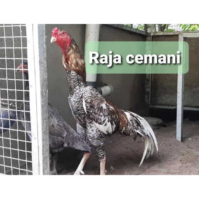 

TELUR TETAS AYAM SHAMO EROPA ORI