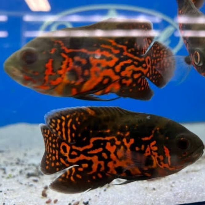 Ikan Oscar Tiger Black Red Batik Tankmate Predator Aquarium Makan Pelet