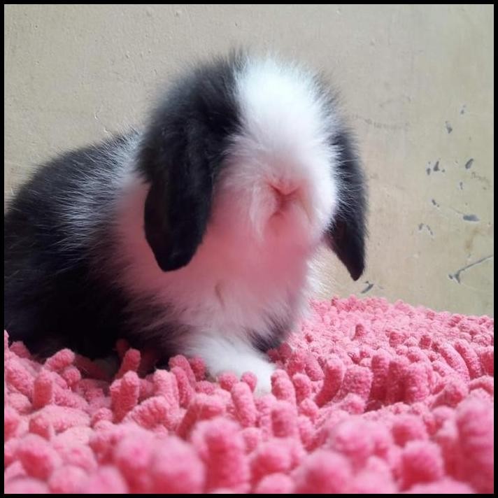 kelinci fuzzy lop junior