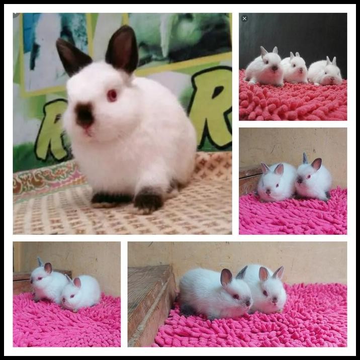 kelinci mini dwarf himalaya + plus pakan