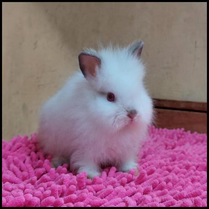 kelinci lion head junior