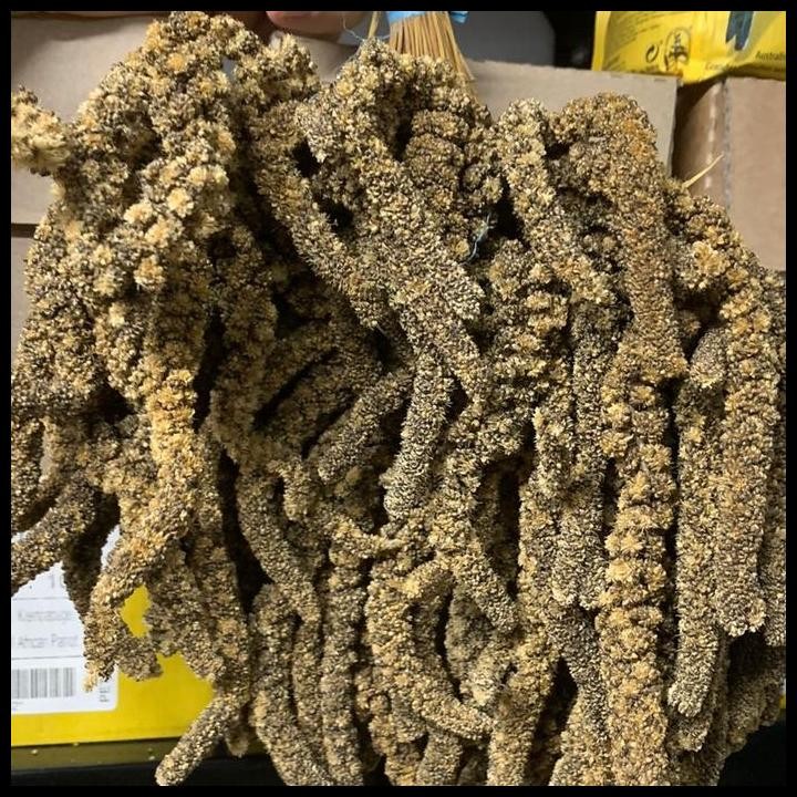 Jewawut Hitam Gantung Tangkai -/+ 500gr Makanan Burung Emprit Finch