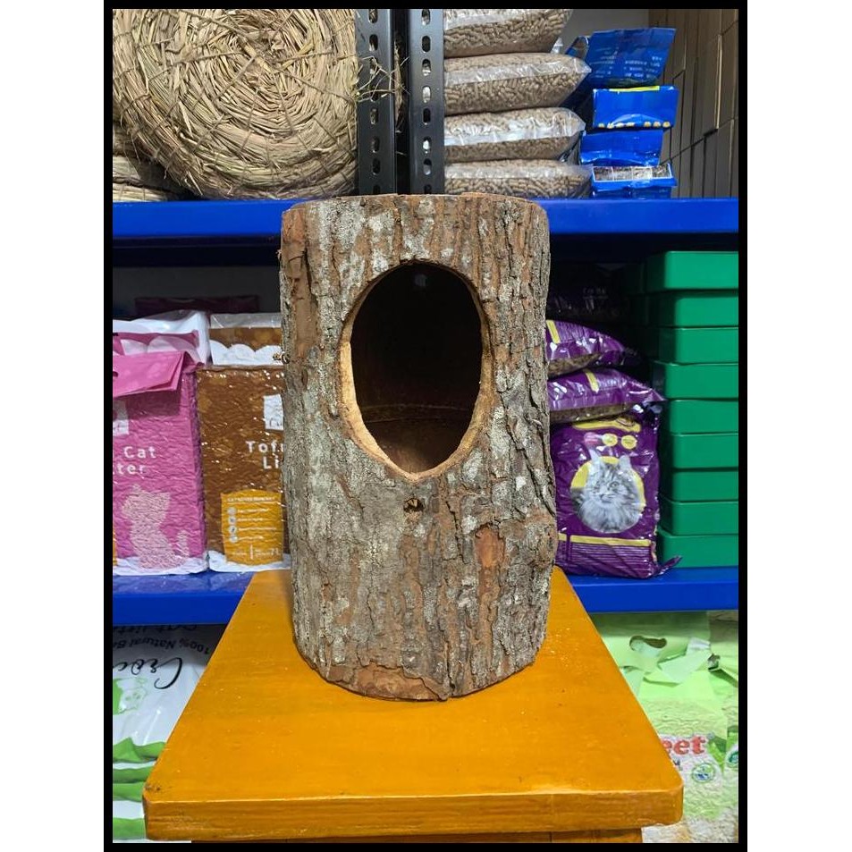 GLODOK MURAI POHON ALAMI SARANG BURUNG KICAU MURAI BATU KACER DLL