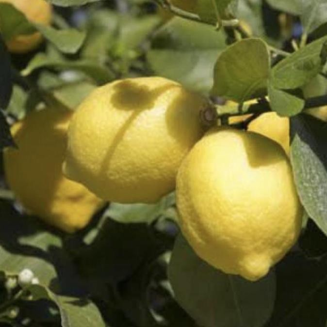 

(KEBUNKU) Bibit Tanaman Buah Jeruk Lemon California Sudah Berbuah // Lemon Im