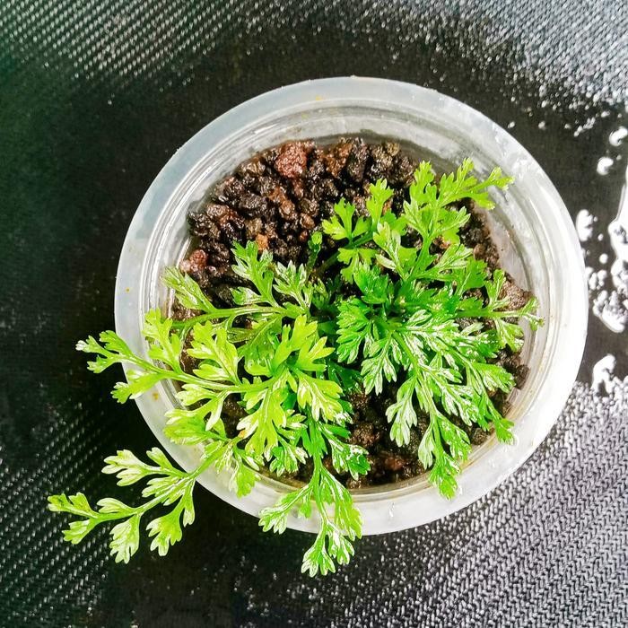 Bolbitis Mini Emersed 10 Daun Tanaman Aquascape