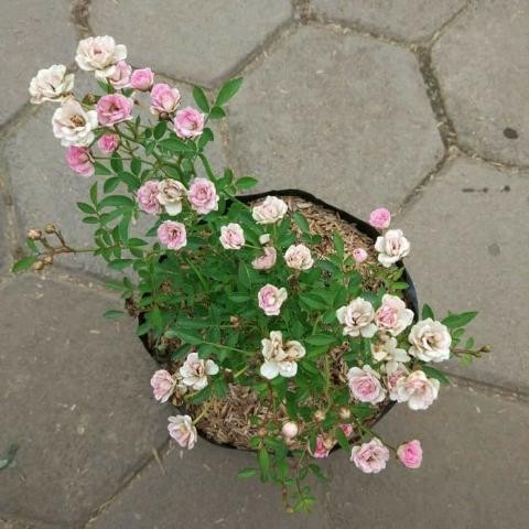 Bibit Tanaman Hias Mawar Baby Rose / Mawar Mini Sudah Berbunga