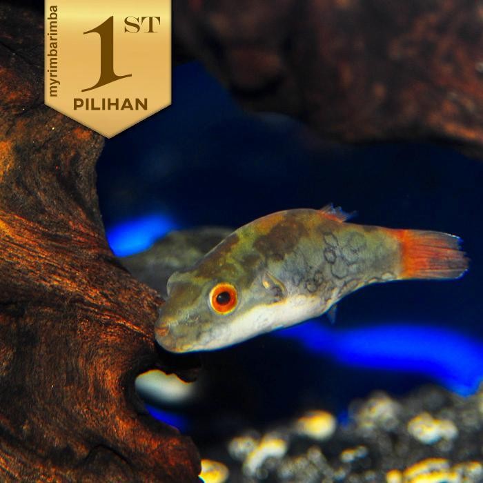 Mini Red Eye Puffer Fish Ikan Hias Aquascape Hiasan Aquarium Tanaman