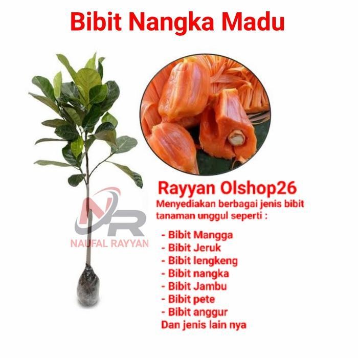 Bibit Nangka Madu / Pohon Nangka Madu / Nangka Merah / Nangka Mini Tanaman Buah