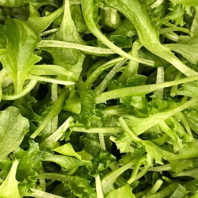 1000 Pill - 1000 Seed Benih Lalique Rz