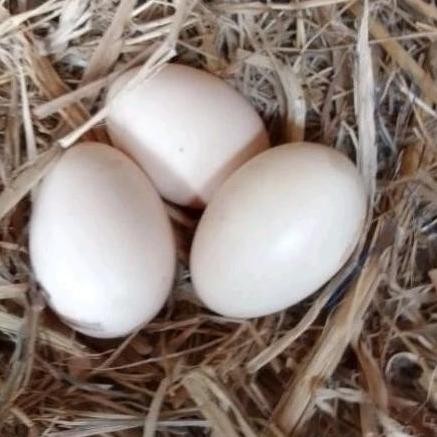

telur ayam ekor lidi original asli bisa untuk di tetaskan is