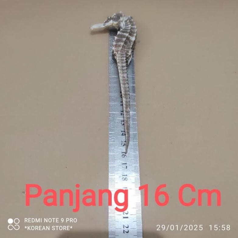 

Kuda Laut Kering Ready Kwalitas Grade A Super Asli Karimun Jawa Nugi