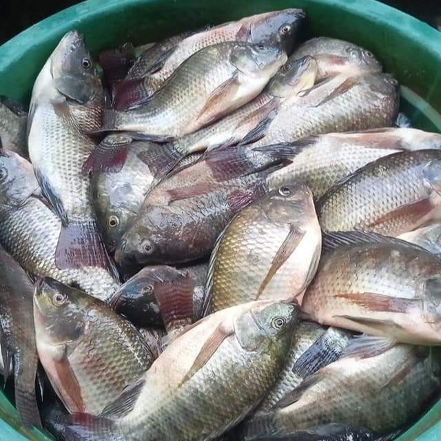 Essen Pengumpul Ikan Dilapak Terbaik Umpan Umpan