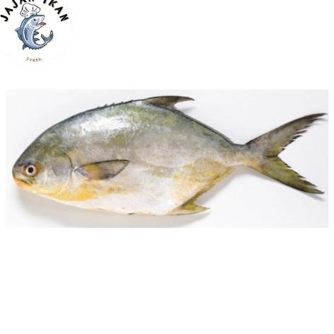 

Ikan Kuwe Segar 1 KG