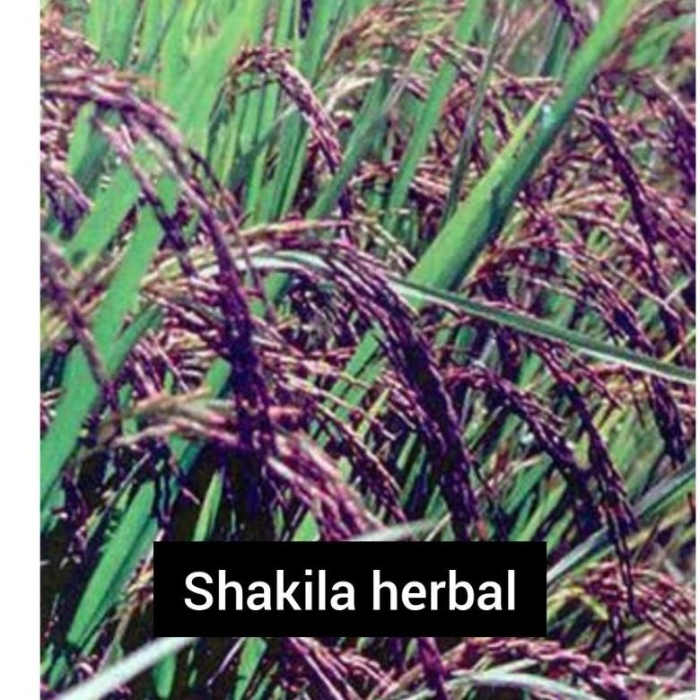 

jual benih ketan hitam 1 kg tahan roboh