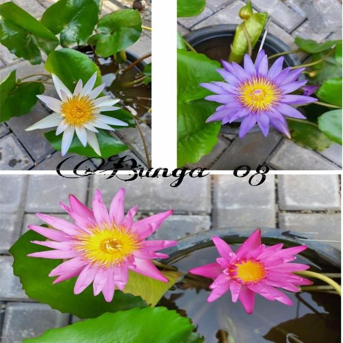 Tersedia Tanaman Air Teratai Hias - Bunga Teratai Plastik Kolam / Meja