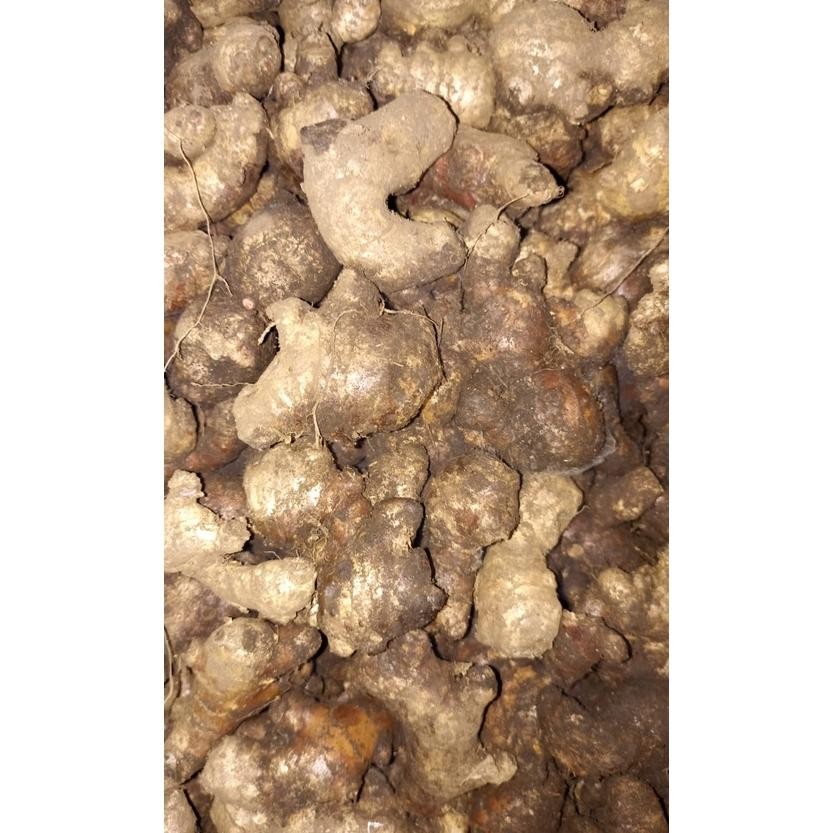 

Jahe Merah Kecil 1Kgjahe Merah