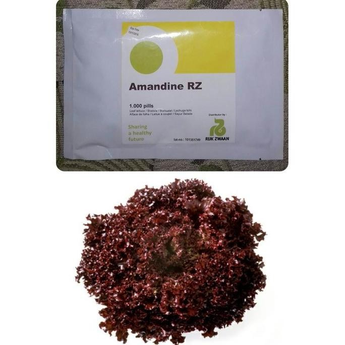 100 Seed - Benih Lollorosso Rz Amandine Rijk Zwaan