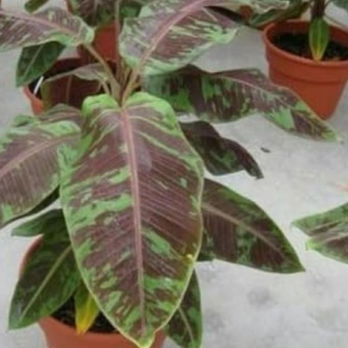 Terlaris pohon pisang varigata merah banana bibit TERMURAH