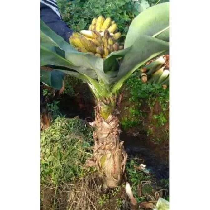 Terlaris Bibit pisang brazil (mini) TERMURAH