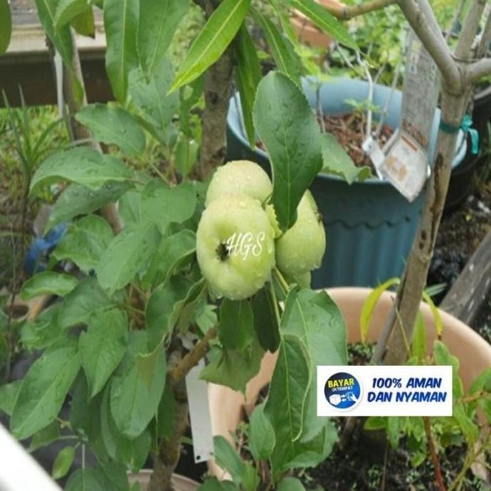 OBRAL Beli 2 Gratis 1 Bibit Tanaman Buah Pohon Bidara India Apel Putsa