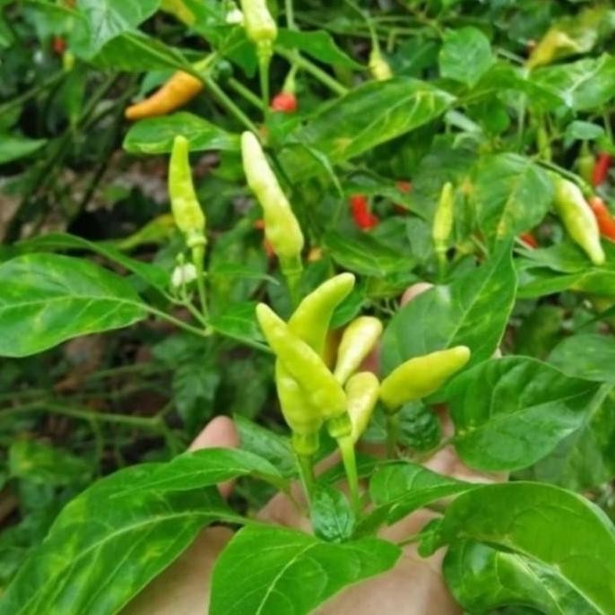 Tanaman Cabai Domba - Pohon Cabe Domba Pedass