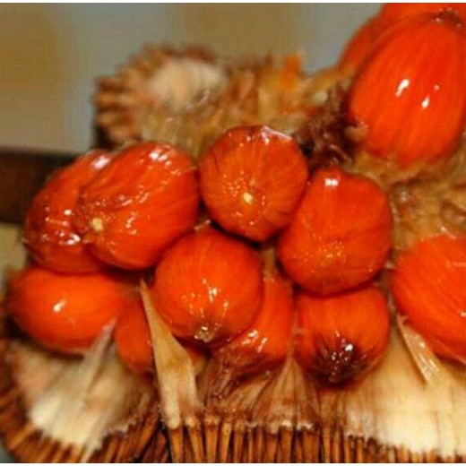 Bibit Buah Cempedak Merah King TOB1