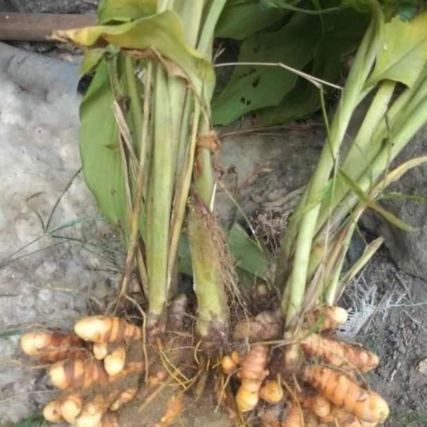 

Bibit Kunyit Kuning sayur