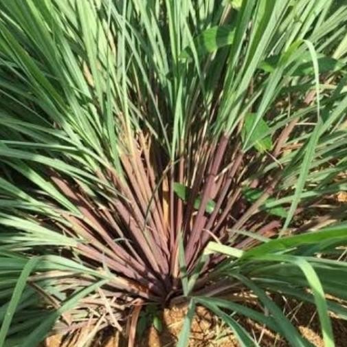 

bibit Serai merah/sereh merah wangi 10btng