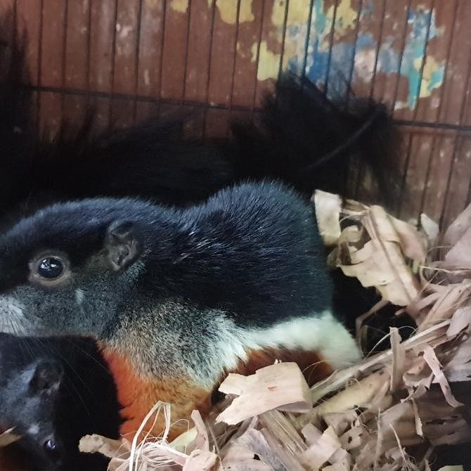 Tupai 3 Warna Bajing Three Collour