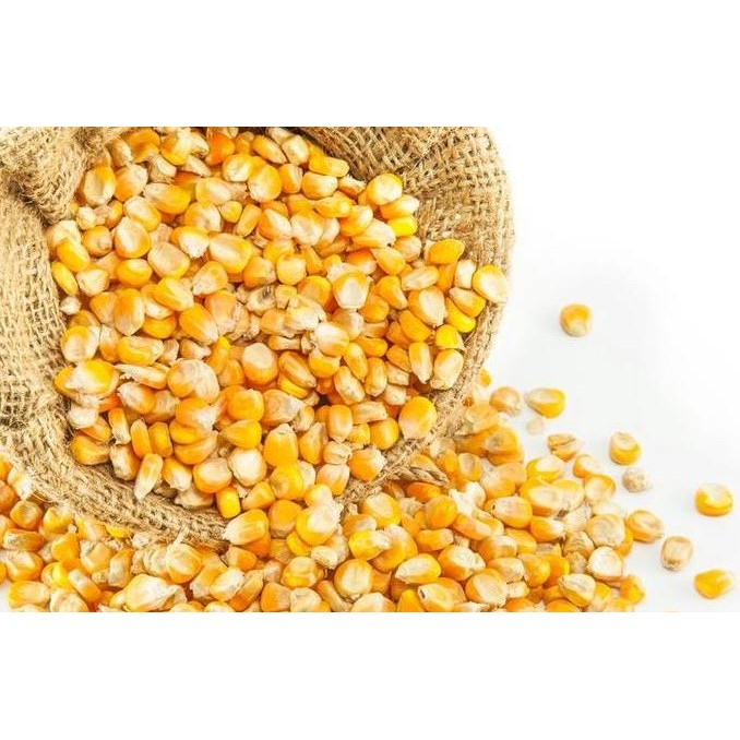 

\\\\\] Jagung Popcorn 1kg