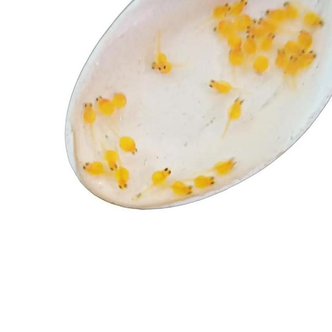 

Produk Baru!! Telur / Larva Gurame Hidup Padang Pakan Ikan Burayak